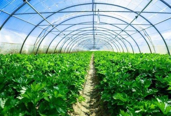 Greenhouse Soilless Media